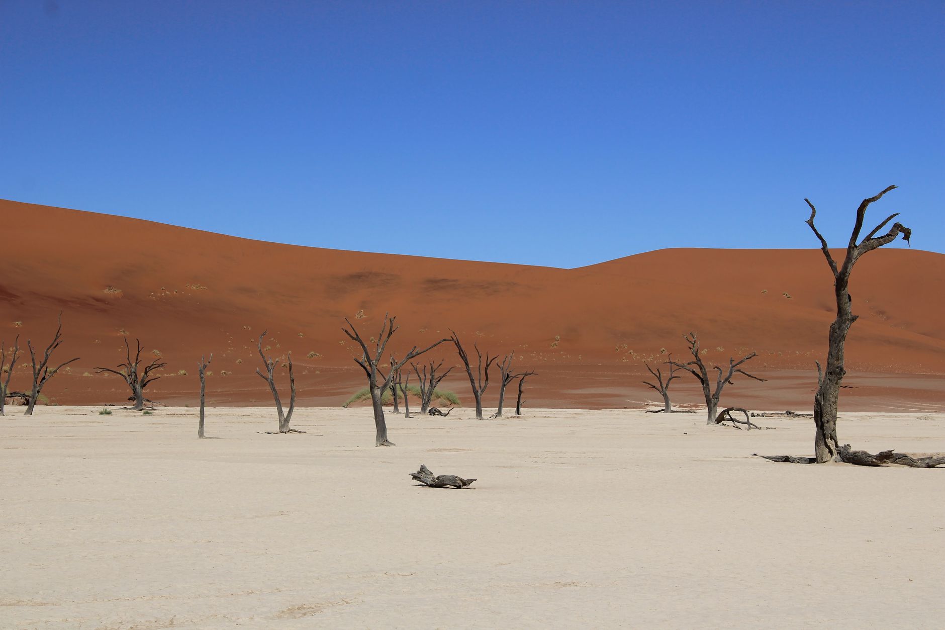 Enlèvement arbre urgence Somme