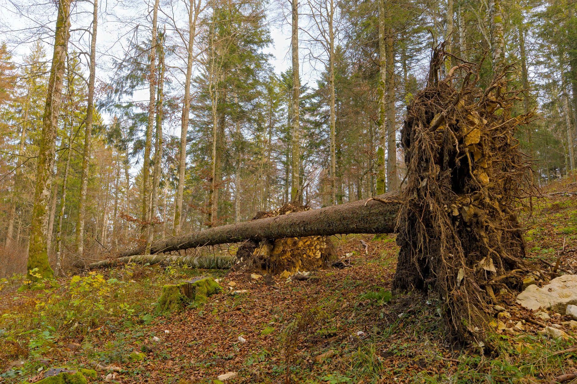 Enlèvement arbre urgence Somme